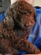 Labradoodle Puppies for sale in Edenton, NC 27932, USA. price: NA