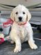 Labradoodle Puppies for sale in Fitzgerald, GA 31750, USA. price: NA