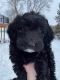 Labradoodle Puppies for sale in Minneapolis, MN, USA. price: NA