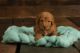 Labradoodle Puppies for sale in Wolf Lake, IL 62998, USA. price: $800
