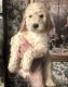 Labradoodle Puppies for sale in Houston, TX, USA. price: $900