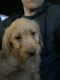 Labradoodle Puppies for sale in Ashburn, VA, USA. price: NA