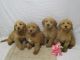 Labradoodle Puppies for sale in Loudonville, OH 44842, USA. price: NA