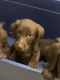 Labradoodle Puppies for sale in Zanesville, OH 43701, USA. price: NA