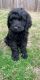 Labradoodle Puppies for sale in Holly Springs, NC 27540, USA. price: $1,000