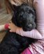Labradoodle Puppies for sale in Galax, VA 24333, USA. price: $800