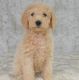 Labradoodle Puppies for sale in Forest City, NC 28043, USA. price: NA