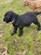 Labradoodle Puppies for sale in Matthews, NC, USA. price: $1,500