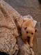 Labradoodle Puppies for sale in Tifton, GA, USA. price: $100