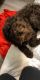 Labradoodle Puppies for sale in Grand Prairie, TX, USA. price: NA
