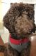 Labradoodle Puppies for sale in 3202 Vernazza Ave, San Jose, CA 95135, USA. price: $2,000