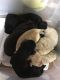 Labradoodle Puppies for sale in Coulterville, IL 62237, USA. price: $500