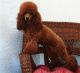 Labradoodle Puppies for sale in Washington, NC, USA. price: $800