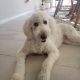 Labradoodle Puppies for sale in Macomb, MI 48044, USA. price: NA
