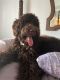 Labradoodle Puppies for sale in Lynchburg, VA 24502, USA. price: NA