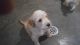 Labradoodle Puppies for sale in Strasburg, VA 22657, USA. price: $800