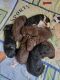 Labradoodle Puppies for sale in Alton, MO 65606, USA. price: NA