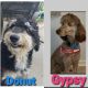 Labradoodle Puppies for sale in Lake Wylie, SC 29710, USA. price: NA