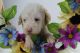 Labradoodle Puppies for sale in Greensboro, NC 27404, USA. price: NA