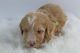 Labradoodle Puppies for sale in Greensboro, NC 27404, USA. price: NA