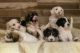 Labradoodle Puppies for sale in 3574 W Wathen Ave, Fresno, CA 93711, USA. price: $1,200