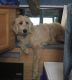 Labradoodle Puppies for sale in Ghent, NY, USA. price: $3,900