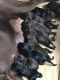Labradoodle Puppies for sale in Morrow, OH 45152, USA. price: NA