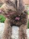 Labradoodle Puppies for sale in Smyrna, TN, USA. price: NA