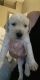 Labradoodle Puppies for sale in Tampa, FL, USA. price: NA