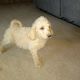 Labradoodle Puppies for sale in Fort Smith, AR, USA. price: NA