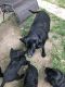 Labradoodle Puppies for sale in Tulsa, OK, USA. price: $400