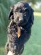 Labradoodle Puppies for sale in Montgomery, TX, USA. price: NA