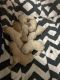 Labradoodle Puppies for sale in Boyne City, MI 49712, USA. price: $900