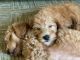 Labradoodle Puppies for sale in Chicago, IL, USA. price: $2,950