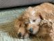 Labradoodle Puppies for sale in Chicago, IL, USA. price: $2,750