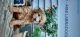 Labradoodle Puppies for sale in New Rochelle, NY, USA. price: NA