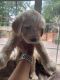 Labradoodle Puppies for sale in Steele Creek, Charlotte, NC, USA. price: NA