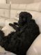 Labradoodle Puppies for sale in Delray Beach, FL, USA. price: NA