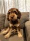 Labradoodle Puppies for sale in Prior Lake, MN, USA. price: NA