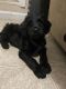 Labradoodle Puppies for sale in Hyattsville, MD, USA. price: NA