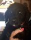 Labradoodle Puppies for sale in Blue Ridge, GA 30513, USA. price: NA