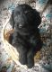 Labradoodle Puppies for sale in Martinsville, MO 64467, USA. price: NA