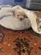 Labradoodle Puppies for sale in Fayetteville, GA 30215, USA. price: $1,500