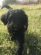 Labradoodle Puppies for sale in Lincoln, CA, USA. price: NA
