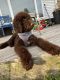 Labradoodle Puppies for sale in North Wildwood, NJ 08260, USA. price: NA