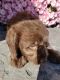 Labradoodle Puppies for sale in Grabill, IN 46741, USA. price: $1,500
