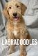 Labradoodle Puppies for sale in Encino, Los Angeles, CA, USA. price: $1,600