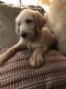 Labradoodle Puppies for sale in Crestview, FL, USA. price: NA