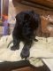 Labradoodle Puppies for sale in Hartford City, IN 47348, USA. price: $600