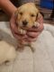 Labradoodle Puppies for sale in Oshkosh, WI, USA. price: NA